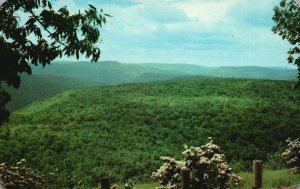 Vintage Postcard High Knob Forested Mountains Loyalsock Creek Pennsylvania PA