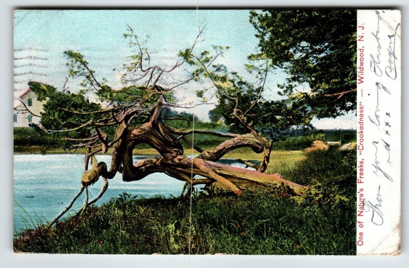 Wildwood New Jersey Postcard 1908 Nature's Freaks Crookedness Tree Germany