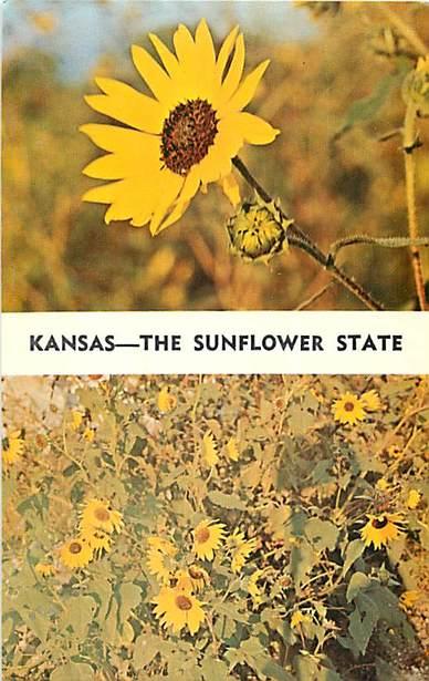 Kansas The Sunflower State KS State Flower