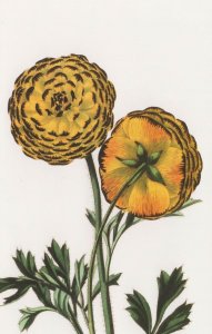 Ranunculus Julius Flower Florists Guide Victorian Book Postcard