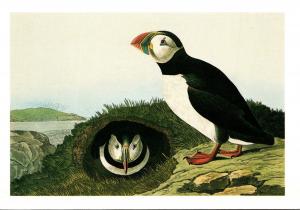 Birds Atlantic Puffin