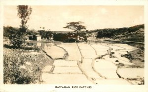 Postcard Hawaii Honolulu 1940s Farm Agriculture Rice Patches RPPC 23-10972