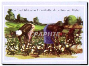 Image South African Union picking cotton in Natal