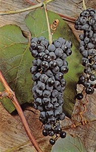 Summer Grape Milford, Ohio, USA Fruit Assorted Unused 