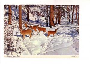 A Group of Deer, Surprised in the Woods, Snow, Canada, Photo FPG