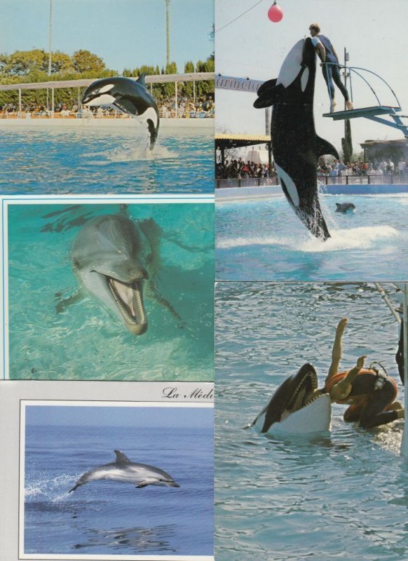 SEALIFE/DOLPHINS 44 Vintage ANIMALS Postcards pre-1970 (L3618)