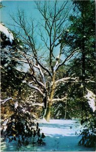 Enchanted Oak Tree Stanley Park Largest Texas Trail Postcard VTG UNP Vintage 