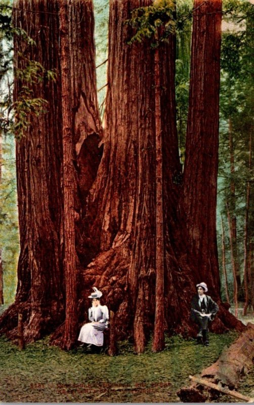 Giant Redwood Trees 1912