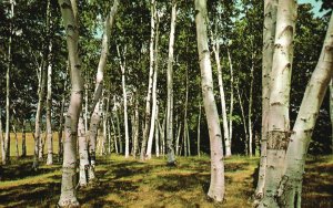 Postcard White Birches Forest Trees Of New England Forward's Color Production