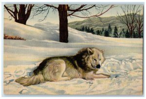 c1940 Ranger Clarks Eskino Sled Dog Ranch North Woodstock New Hampshire Postcard