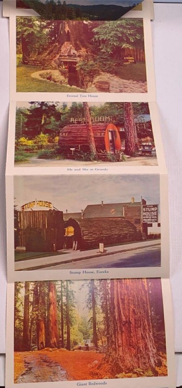 Fold Out Postcard California Redwoods CA