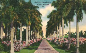 Vintage Postcard A Royal Palm Drive Flower Garden Landscape Miami Florida FL