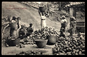 Ceylon Cocoa Gathering Local Costumes, Peddlers, PC, Postcards Vintage Unused