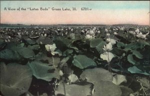 Grass Lake Illinois IL Lotus Flower Beds Vintage Postcard