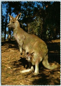 M-12104 Kangaroo with Joey in Pouch Australia