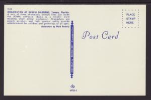 Orangutan,Busch Gardens,Tampa,FL