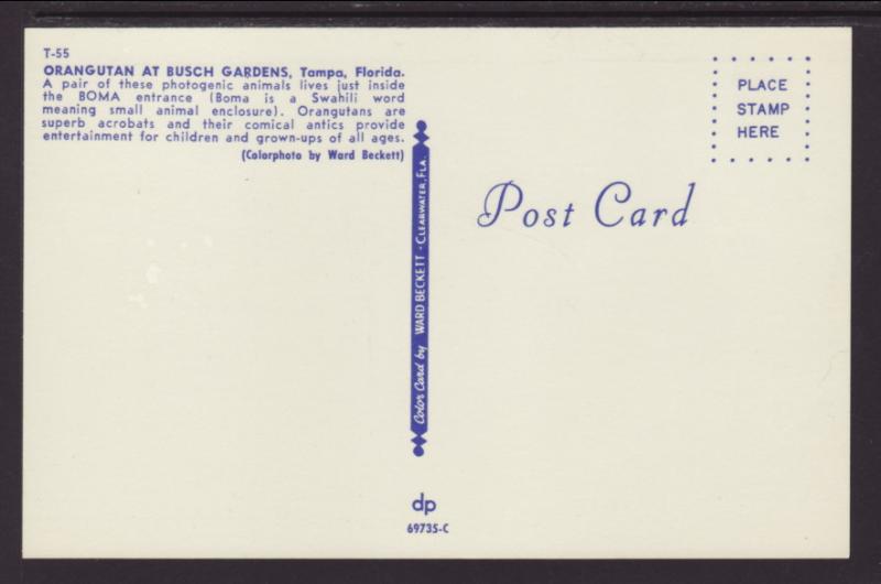 Orangutan,Busch Gardens,Tampa,FL