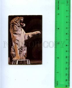 188676 USSR RUSSIA circus tiger Old CALENDAR 1988 year
