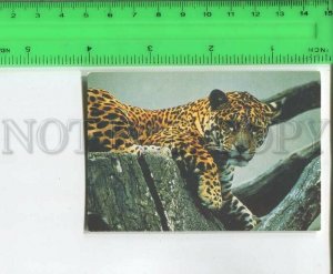 481892 RUSSIA 1993 year leopard photo Papikyan Original old Pocket CALENDAR