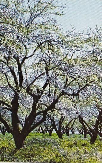 Spring In The Almond Orchards Of California Berkeley California