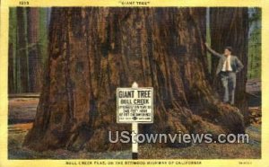 Bull Creek Flat - Redwood Highway, California CA  