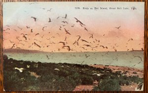 Vintage Postcard 1907-1915 Birds on Hat Island, Salt Lake City, Utah (UT)