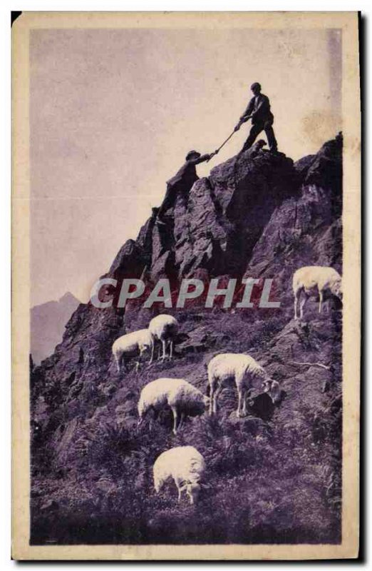 Old Postcard A Pyrenees mountain climbing Sheep