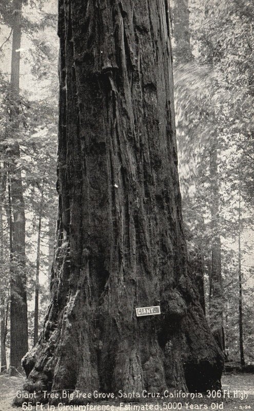 Vintage Postcard 1910's Giant Tree Big Tree Grove Santa Cruz California CA