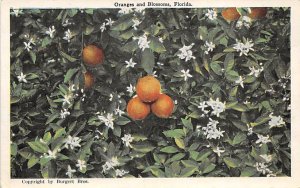 Oranges and Blossoms Florida, USA Fruit Assorted Writing on back 