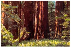 Forest Giants - California