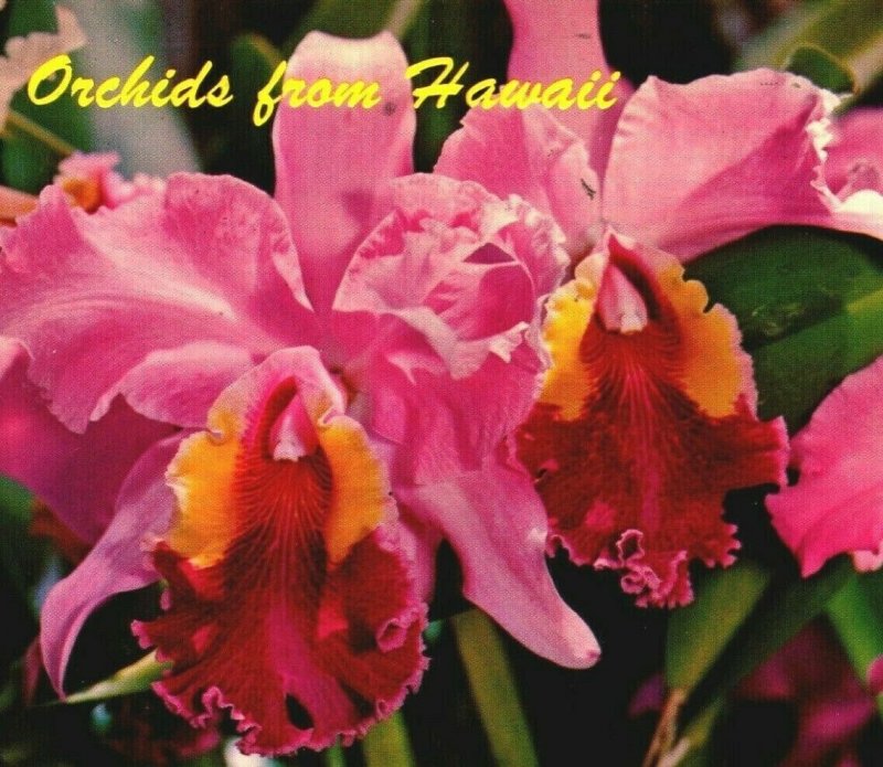 Orchids From Hawaii HI Chrome Postcard 1969