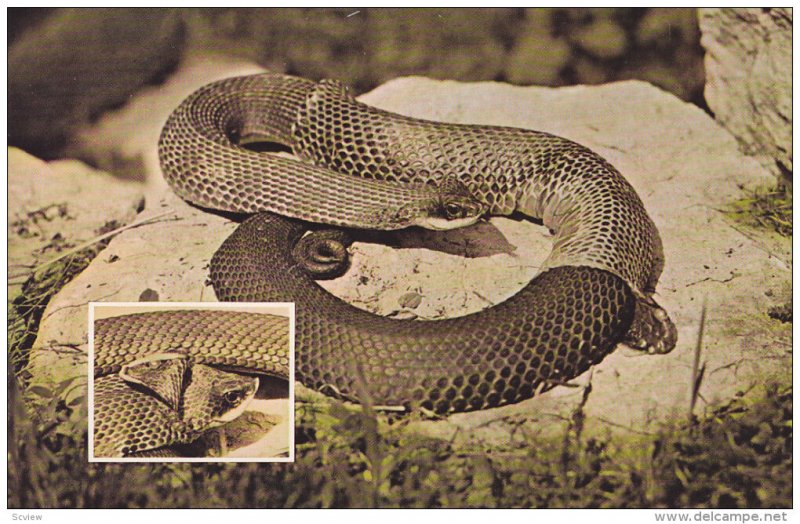 2-Views of How a Rattlesnake Sheds Skin, 40-60s