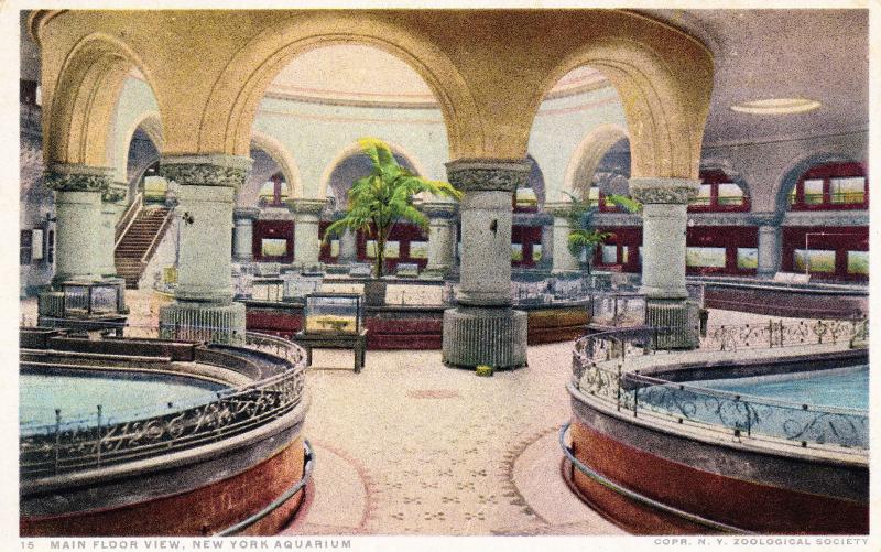 Vintage Postcard, New York Aquarium Main Floor View, Pre-Linen Phostint   A21