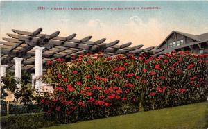 POINSETTIA HEDGE IN BLOSSOM CALIFORNIA WINTER SCENE POSTCARD c1910s