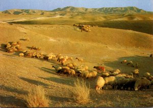 Israel Judean Desert Landscape