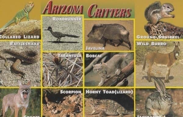 Tarantula Horny Toad Scorpion Wild Burro Lizard Arizona Scary Animal Postcard