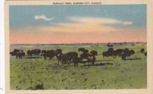 Kansas Garden City Buffalo Herd