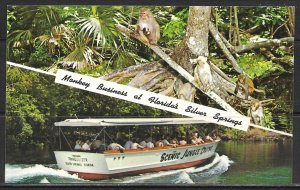 Florida, Silver Springs - Wild Rhesus Monkeys Playing In The Trees - [FL-643]