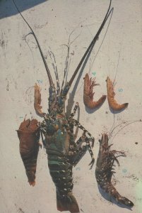 Animals Postcard - Prawn - Australian Prawns and Rock Lobster RR9909