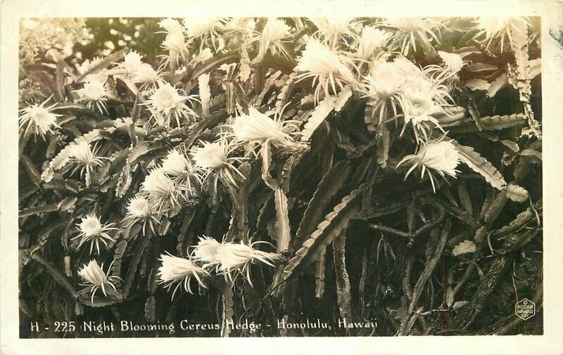 Honolulu Hawaii Night Blooming Cereus Hedge 1940s RPPC Photo Postcard 21-11374