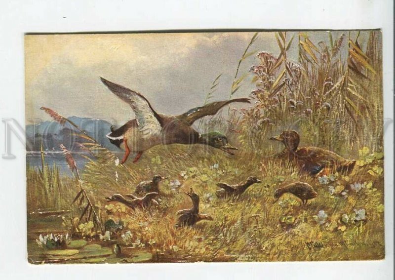 444018 MULLER Mueller HUNT Family DUCK Vintage postcard FRANCE