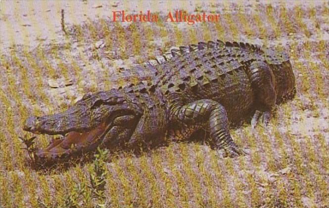 Florida Alligator Keep Away He's Hungry