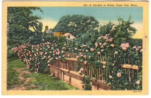 A Garden of Roses, Cape Cod, Massachusetts
