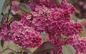 Highland Park, Rochester, New York - One of the over 450 Varieties of Lilacs