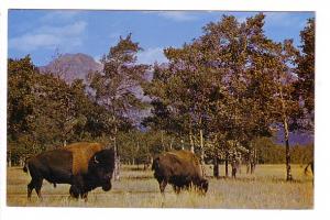 Majestic Buffalo, Edmonton, Alberta, Photo CPR
