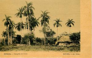 Vintage Postcard Native Hut and Palm Trees Havana Cuba Campina De Cuba