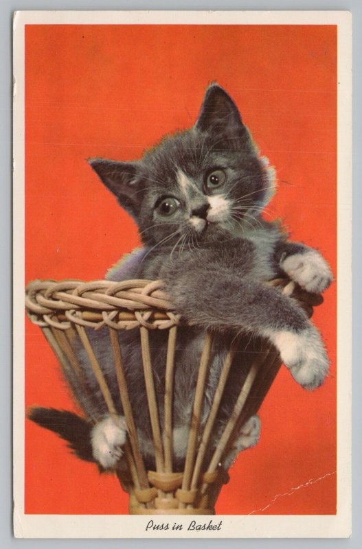 Cats~Gray Kitten in Basket~Vintage Postcard