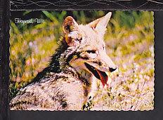 Coyote Postcard BIN 