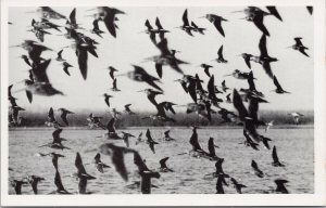 Birds in Flight Dowitchers over Hudson Bay Norther Canada Litho Postcard G97