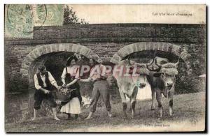 Old Postcard Life in the fields between two fires Oxen hitch